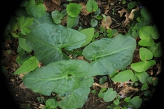 Arum cylindraceum