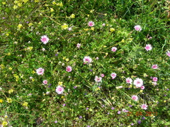 Crepis rubra