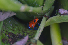 Oophaga pumilio