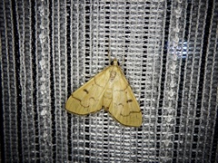 Patania chlorophanta