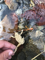 Pseudacris cadaverina