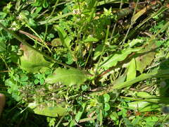 Crepis rubra