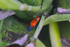 Oophaga pumilio
