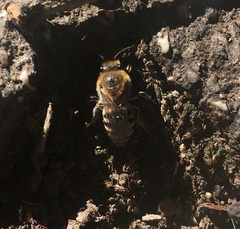 Colletes