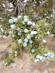 Juniperus osteosperma