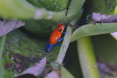 Oophaga pumilio