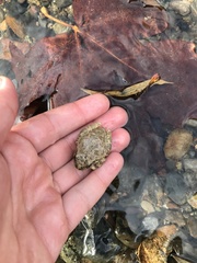 Pseudacris cadaverina