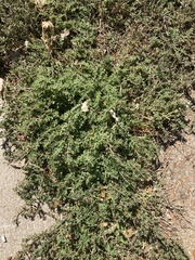 Euphorbia prostrata