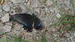 Papilio maackii