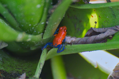 Oophaga pumilio