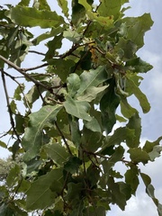 Quercus faginea