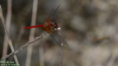 Sympetrum speciosum