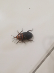 Rhynchophorus ferrugineus