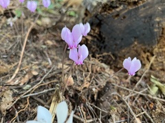 Cyclamen