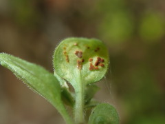 Puccinia arenariae