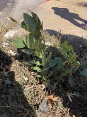 Euphorbia prostrata