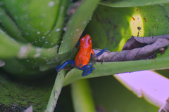 Oophaga pumilio