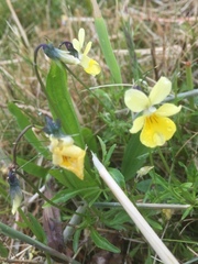 Viola lutea calaminaria