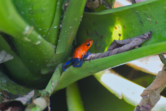 Oophaga pumilio