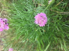 Armeria maritima halleri