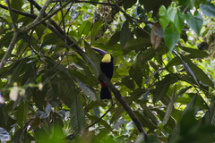 Ramphastos ambiguus