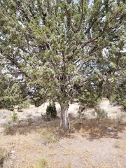 Juniperus osteosperma