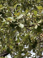 Quercus faginea