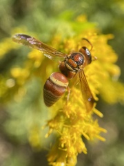 Euodynerus pratensis