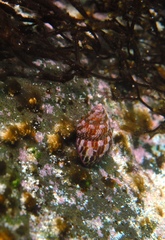 Prothalotia pulcherrima