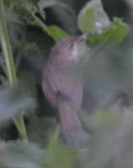 Acrocephalus dumetorum