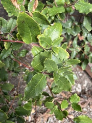 Garrya elliptica