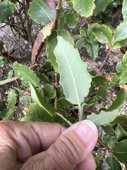 Garrya elliptica
