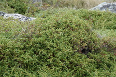 Juniperus communis