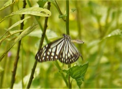 Parantica aglea