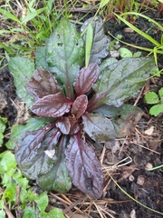 Ajuga reptans
