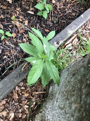 Lonicera involucrata