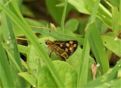Taractrocera ceramas