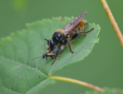 Laphria flava