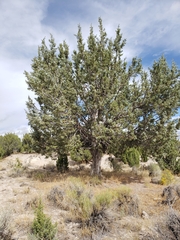 Juniperus osteosperma