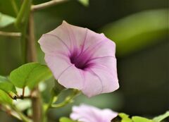 Ipomoea aquatica