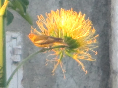Setophaga tigrina