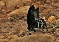 Papilio polymnestor