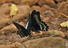 Papilio polymnestor