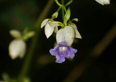 Strobilanthes heyneana
