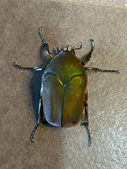 Cotinis mutabilis