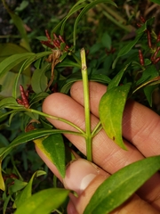 Lysimachia terrestris