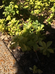 Pachysandra