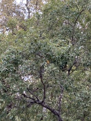 Quercus faginea