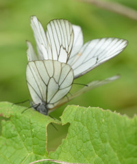 Aporia crataegi