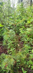 Pinus ayacahuite